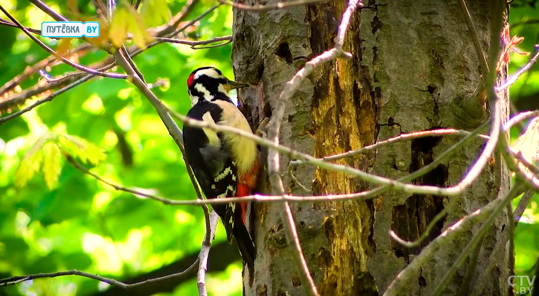 Сафари по-россонски! Почему иностранцы выбирают наш край для охотничьего туризма-6