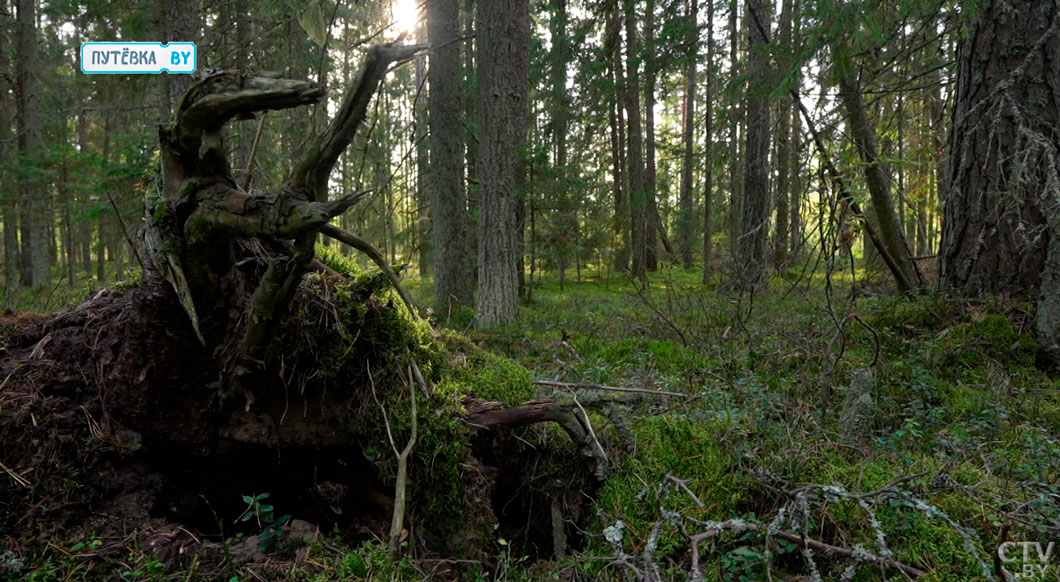 Сафари по-россонски! Почему иностранцы выбирают наш край для охотничьего туризма-4