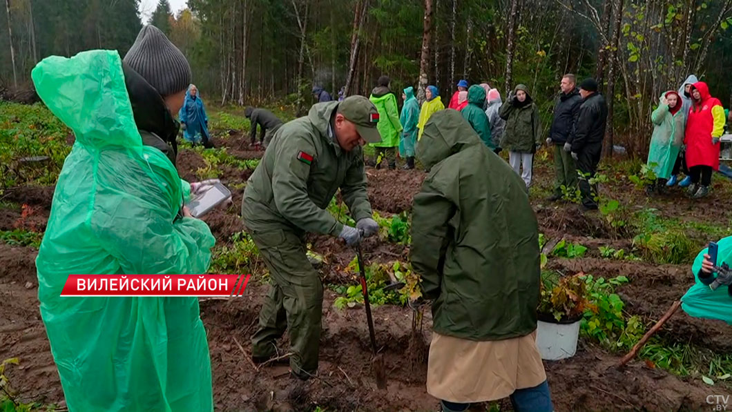 Представители Мининформа и ведущих СМИ страны восстанавливают лес в Вилейском районе-2