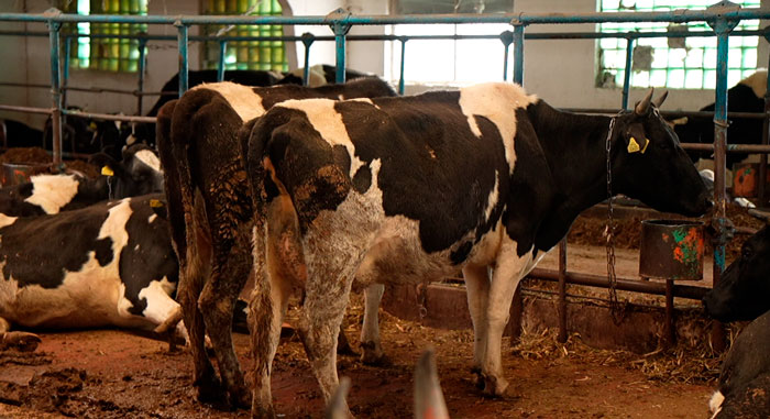 Падёж КРС скрыли в двух сельхозорганизациях Шарковщинского района