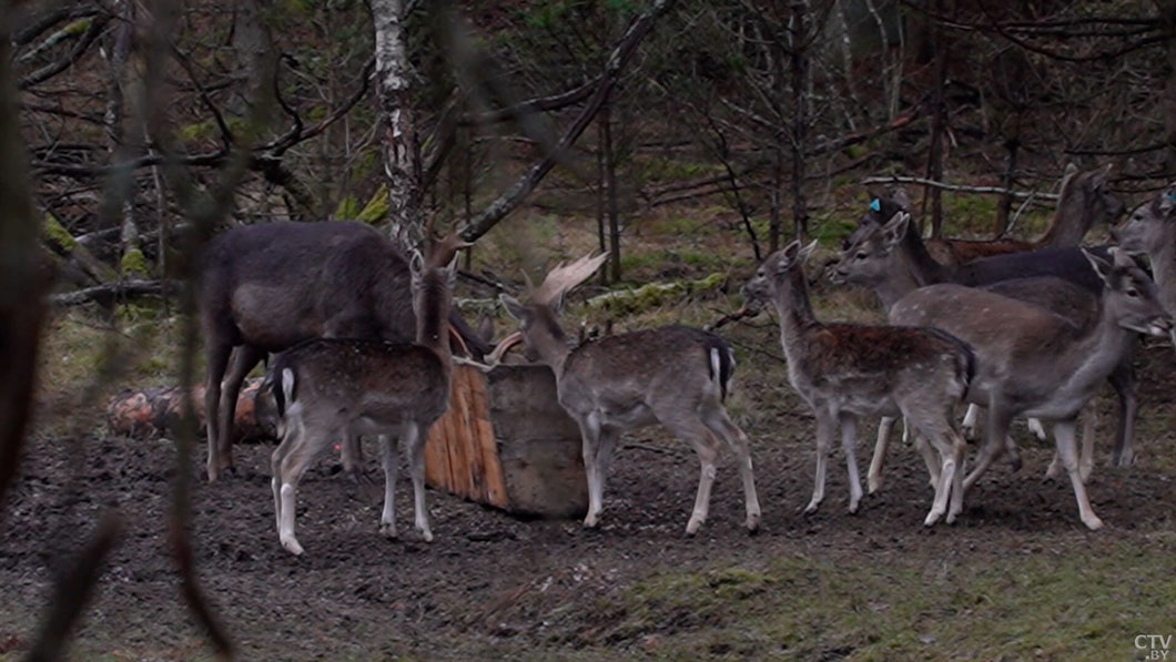 В Беларуси усилен контроль за организацией и проведением охоты-2