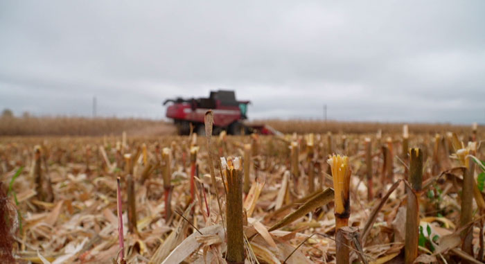 В Беларуси собрали более 11 млн тонн зерна вместе с рапсом и кукурузой
