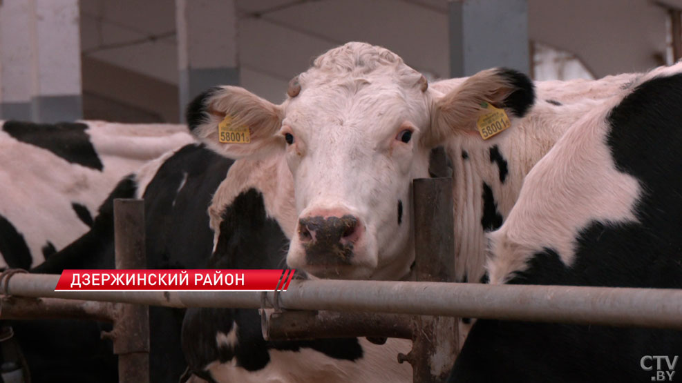 Мир и стабильность! В 2025-м 46 иностранцев в Дзержинском районе получили белорусское гражданство-2