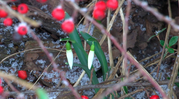 Необычное природное явление! В Беловежской пуще в декабре распустились первоцветы