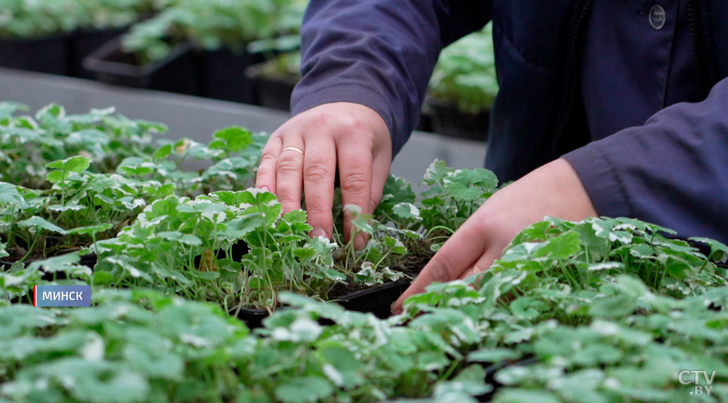 От исторических объектов до дворов! Как Год благоустройства преобразил Беларусь-2