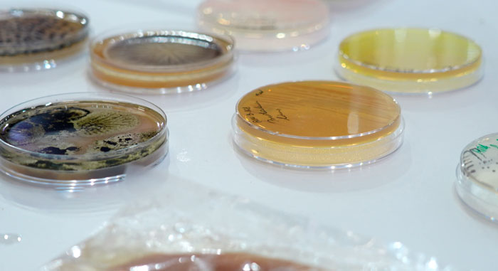 НАН Беларуси продемонстрировала потенциал микробиологии на выставке «Моя Беларусь»