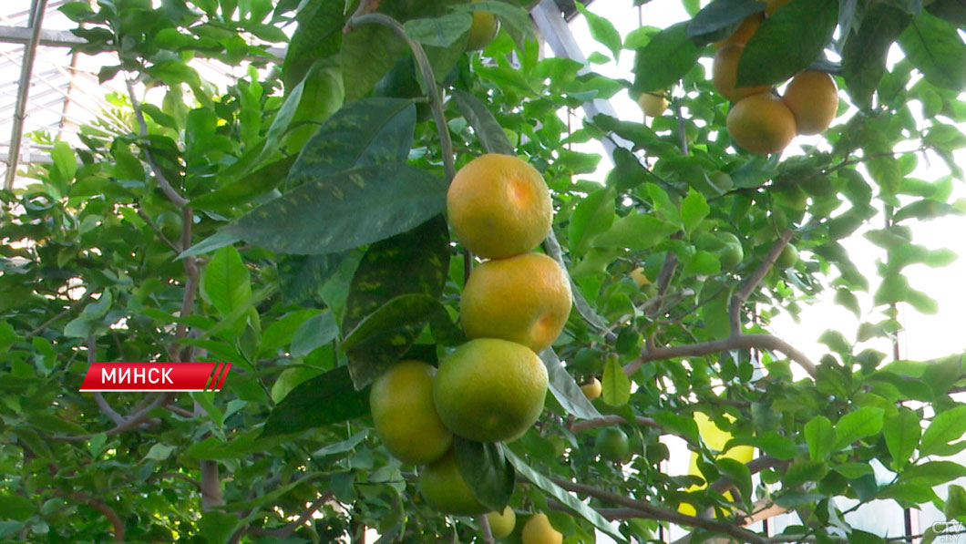 В Центральном ботаническом саду завершился сезон работы лимонария-2