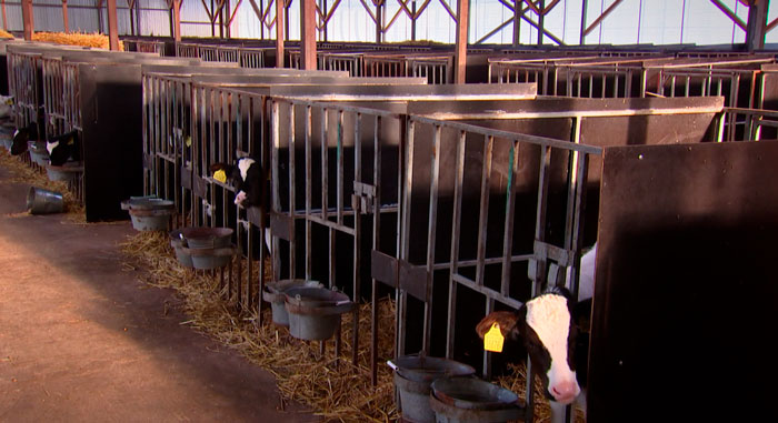 Белорусская вакцина для крупного рогатого скота получила международное признание