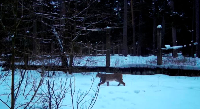 Уникальные кадры! В объектив камеры в Беловежской пуще попали сразу две рыси