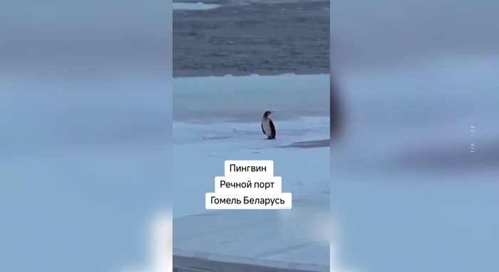 Пингвин в Гомеле? Необычный гость в речном порту переполошил соцсети