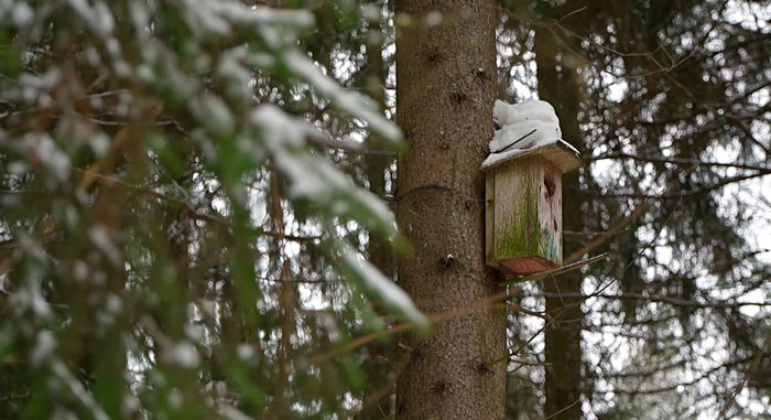 В Витебском лесхозе приступили к изготовлению 300 новых скворечников