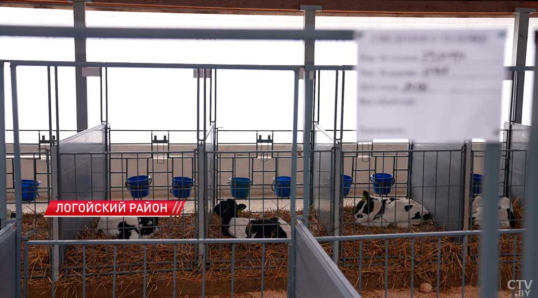 Для меня это ребенок! Лукашенко призвал «по-человечески» относиться к телятам-2