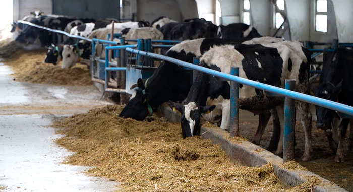 Ставка на модернизацию! Гомельская птицефабрика наращивает экспортный потенциал