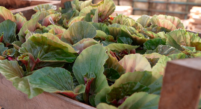 В Минской области планируют высадить почти 1,5 млн цветов