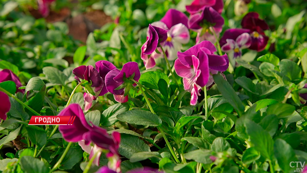 Город счастливых людей! Гродно признан лидером благоустройства по итогам 2025 года-2