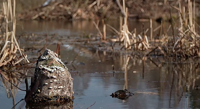 В Витебской области с приходом тепла активизировались бобры