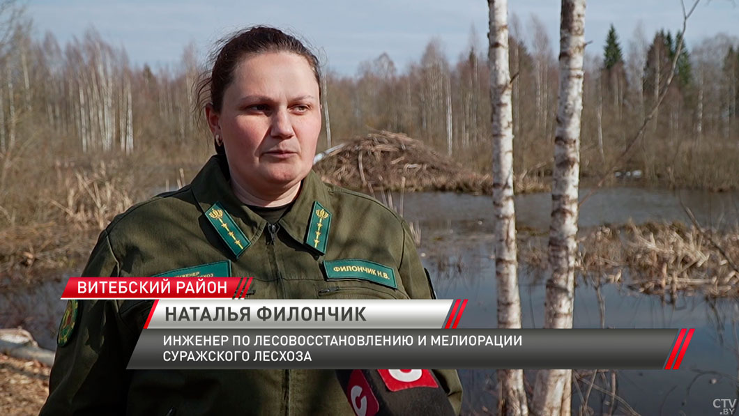 В Витебской области с приходом тепла активизировались бобры-4