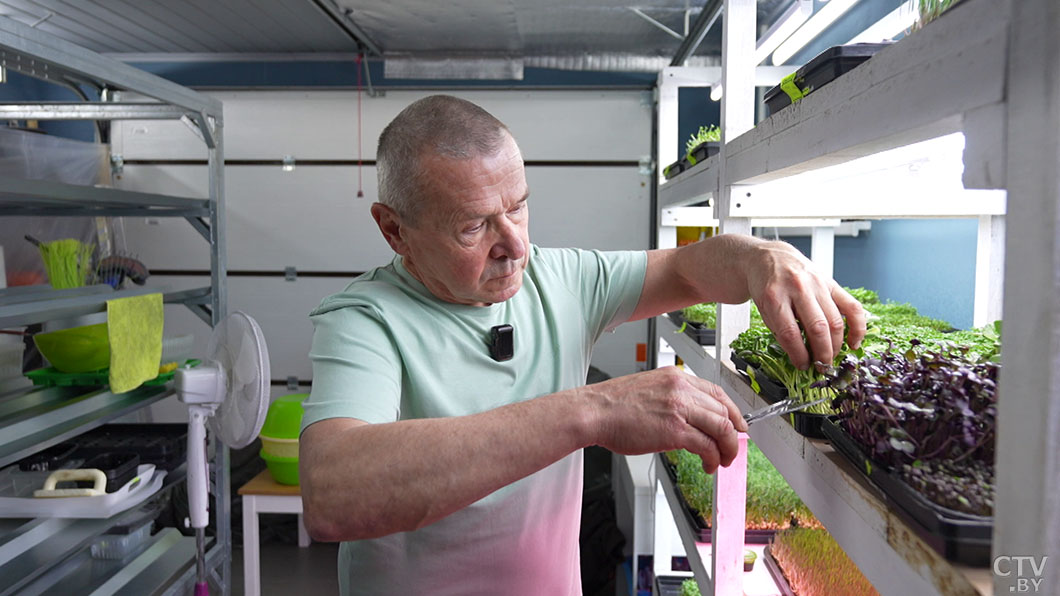 Модно, полезно и невероятно просто! Узнали, как выращивать микрозелень в домашних условиях -12
