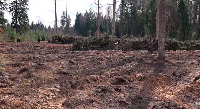 Работники Министерства промышленности приняли участие в акции «Лес! Дабро! Парадак!»