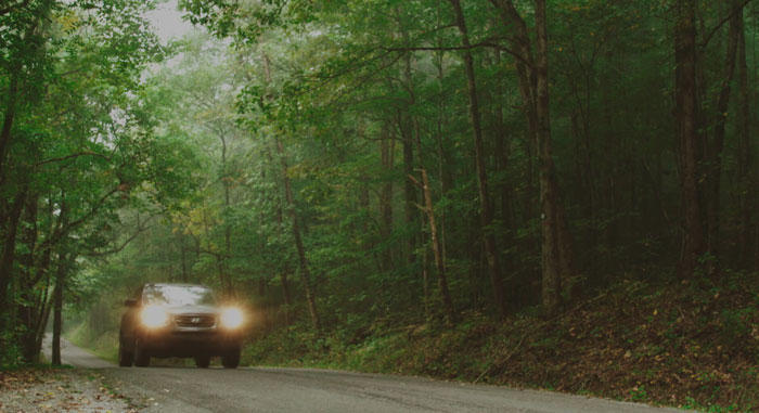 В Беларуси возросло количество ДТП с участием диких животных