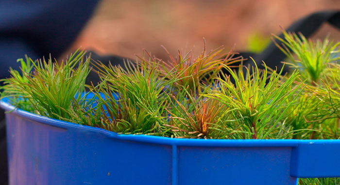 От посадки леса до помощи сельхозорганизациям! По всей Беларуси прошел республиканский субботник