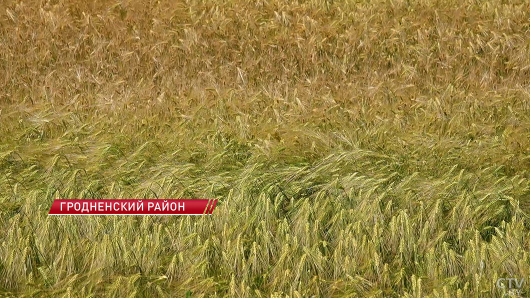 Готово более 65% техники! Как идет подготовка к большой уборочной кампании в Гродненской области?-2