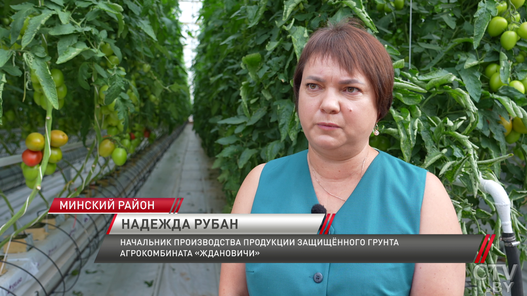 Первые томаты созрели в новых энергосберегающих теплицах в Минском районе-4