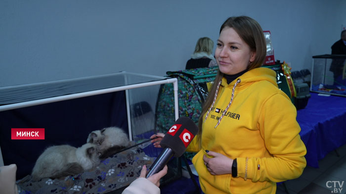 «Они очень любят людей». Во Дворце спорта проходит выставка кошек-7