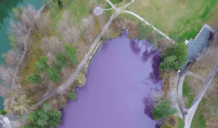 Вода в озере стала фиолетовой из-за редкого цвета бактерий -4 Вода в озере стала фиолетовой из-за редкого цвета бактерий -4