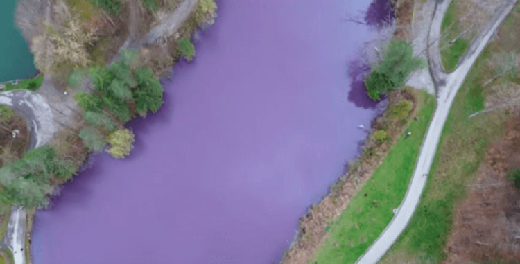 Вода в озере стала фиолетовой из-за редкого цвета бактерий -1 Вода в озере стала фиолетовой из-за редкого цвета бактерий -1