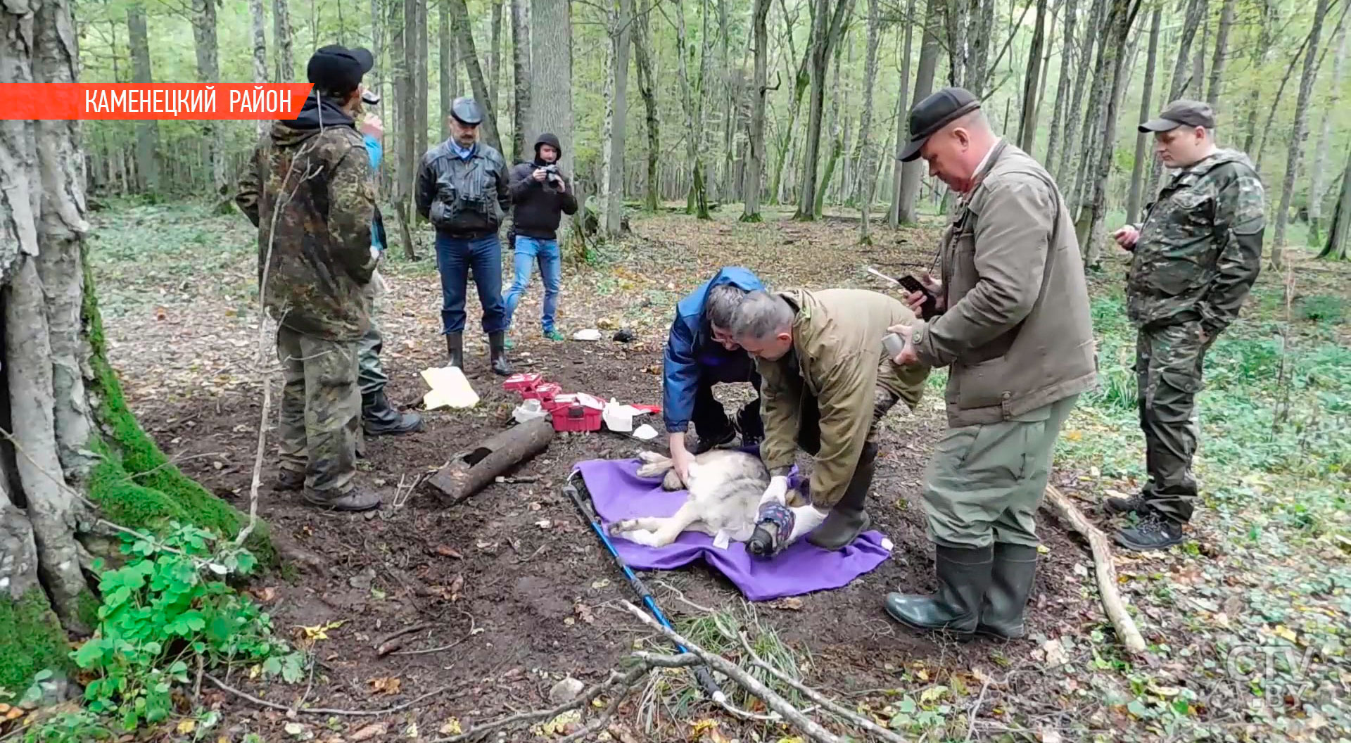 Волк Михась за неделю побывал на юге Беларуси, в Польше, Украине: в «Беловежской пуще» продолжают эксперимент с GPS-ошейниками -16