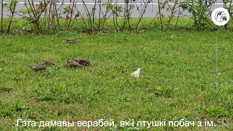 В Минске заметили белого воробья: что с ним не так?