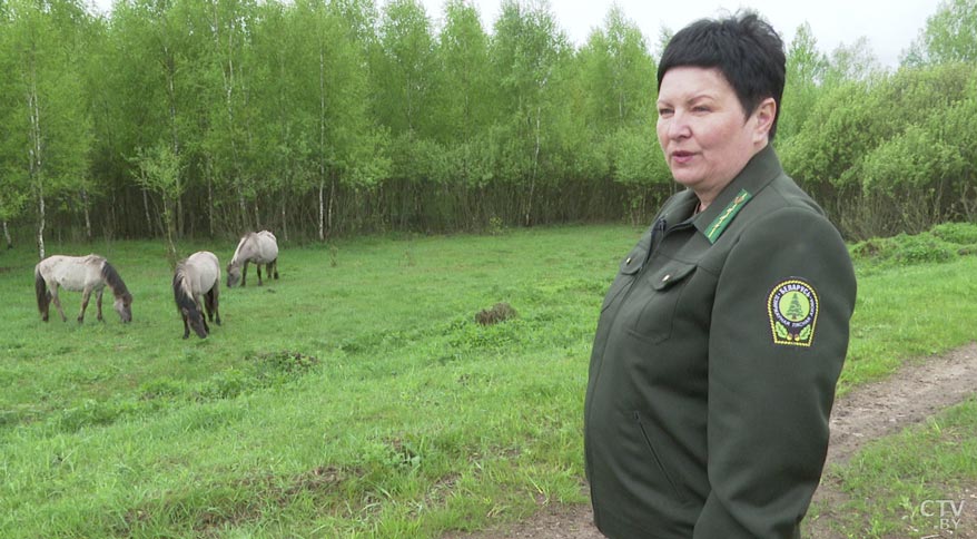 Даже привыкли есть овёс. В Налибокской пуще возрождают древний вид лошадей – тарпанов-31