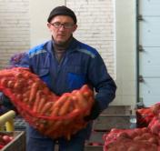 «Все закрома у нас забиты, будем реализовывать круглый год». В Брестской области идёт заготовка овощей на зиму
