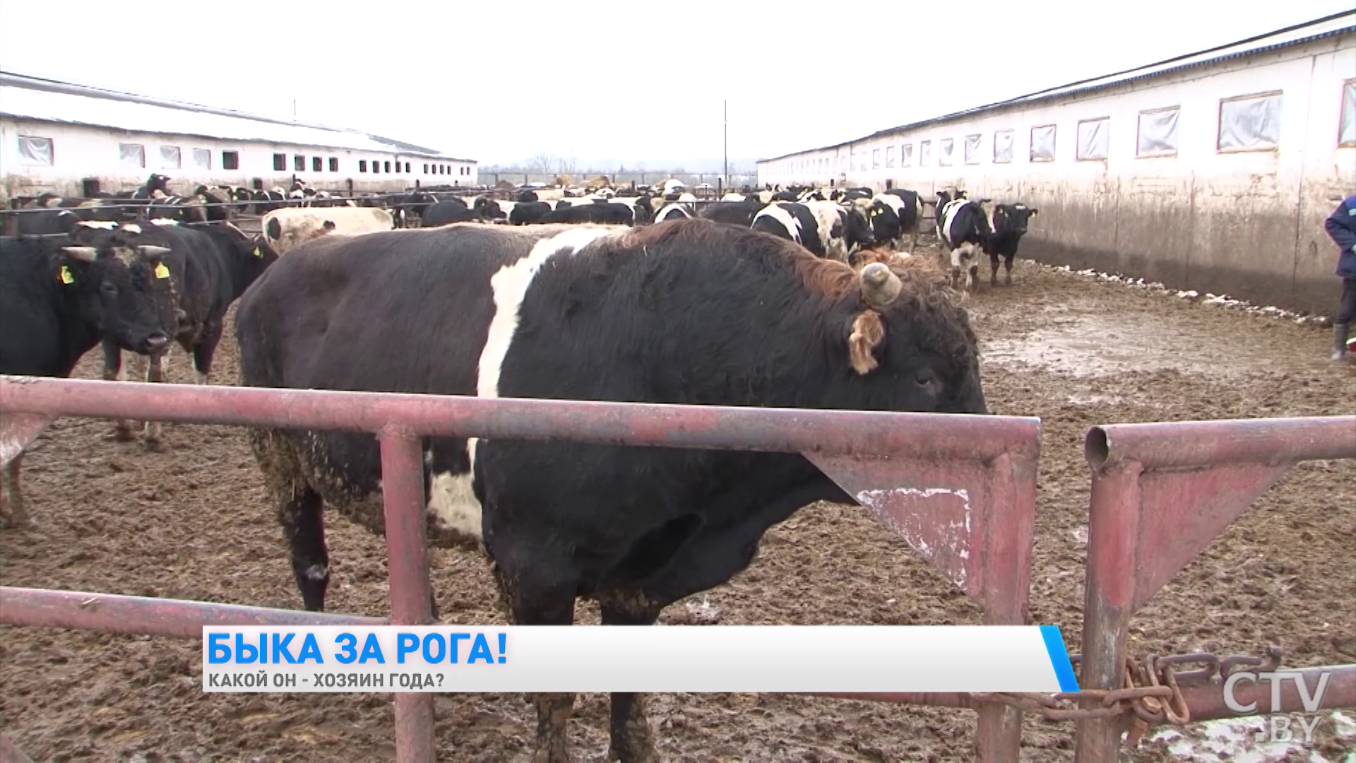 «Прихожу, сразу такой рёв поднимают, что хозяйка появилась, довольные, приветствуют». Как выращивают быков в Беларуси-25