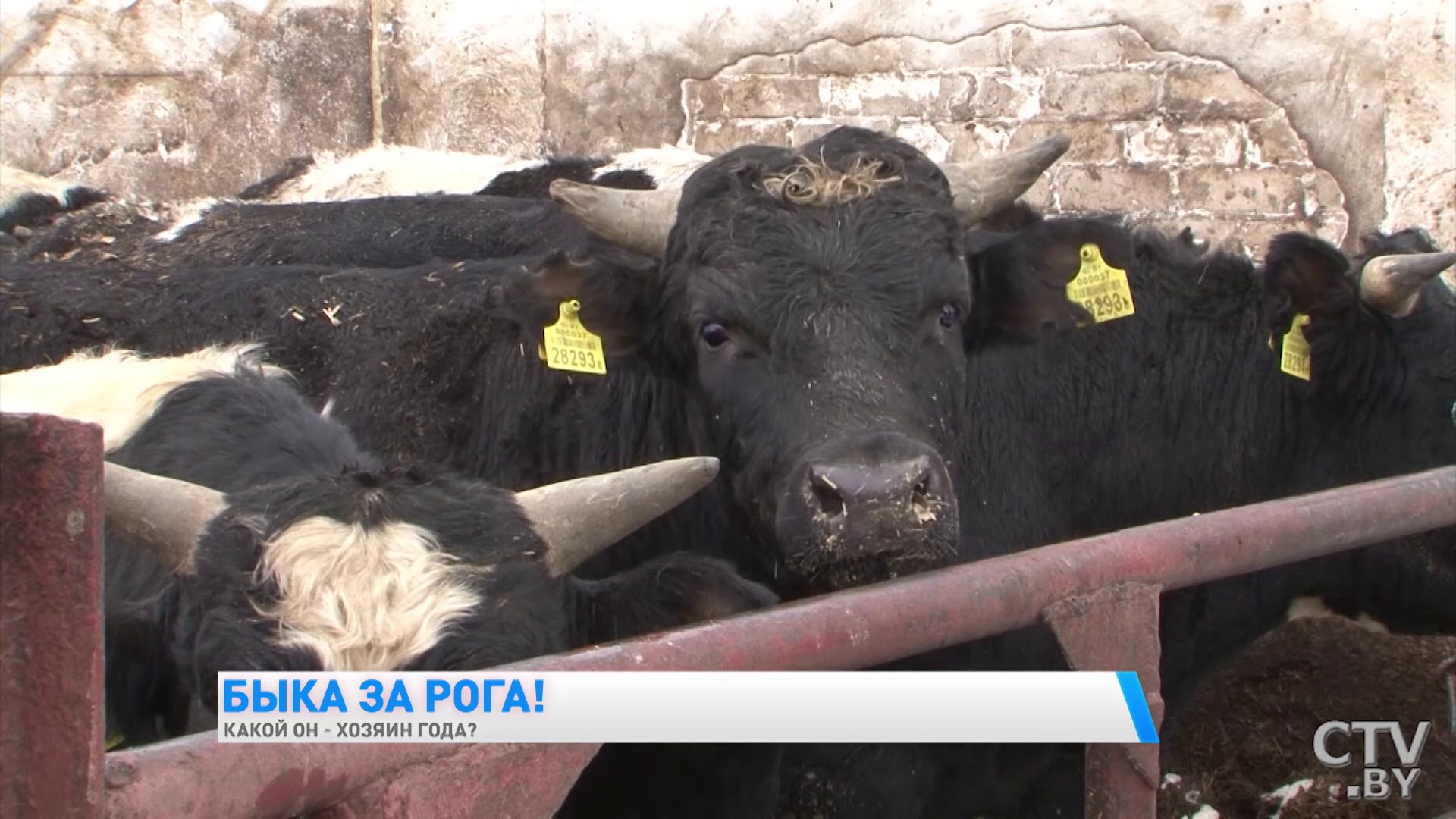 «Прихожу, сразу такой рёв поднимают, что хозяйка появилась, довольные, приветствуют». Как выращивают быков в Беларуси-16