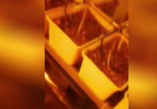 Минчанин оборудовал лабораторию по выращиванию марихуаны