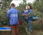 Гродненская область: активисты БРСМ добровольно помогли аграриям собрать урожай яблок