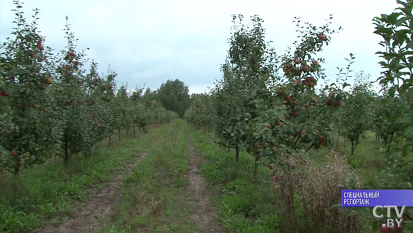 Белорус продал «Порше», чтобы завести яблоневый сад -4