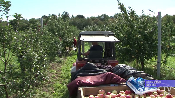 Белорус продал «Порше», чтобы завести яблоневый сад -7