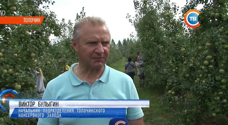 В магазинах станет больше белорусских яблок