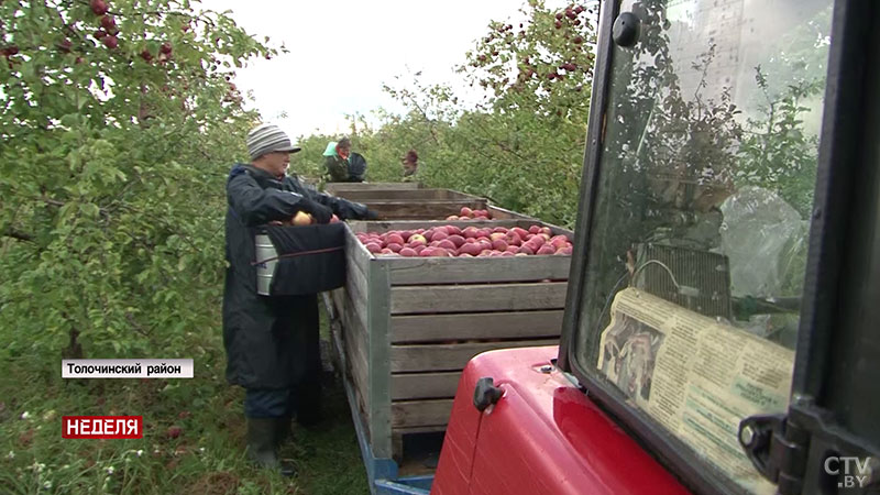 «Без яблок мы не останемся». Какой урожай соберут в 2019-м, и сколько заготовители платят белорусам за фрукты -16