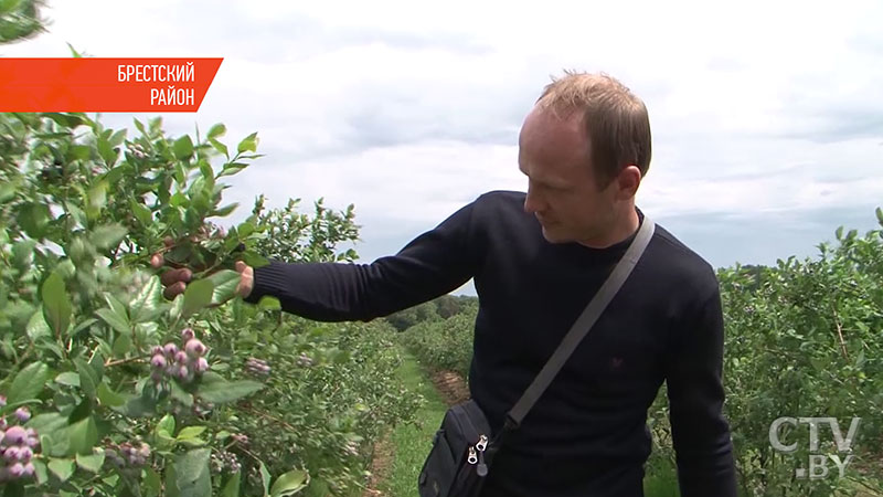 «Очень впечатляет. У вас по-хозяйски все»: фермеры из Украины  приехали в Беларусь, чтобы узнать местные традиции выращивания ягод-4