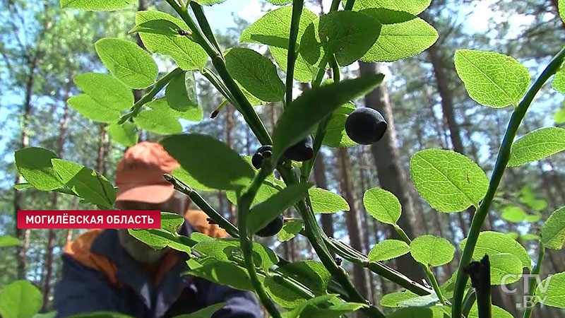 В Беларуси отменили запрет на сбор ягод при помощи комбайнов-4