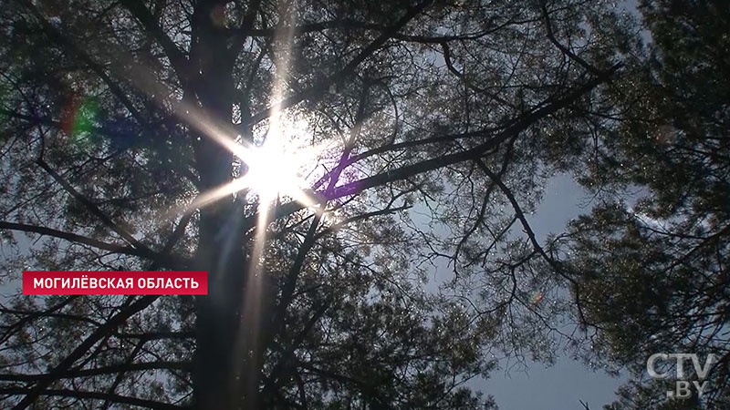 В Беларуси отменили запрет на сбор ягод при помощи комбайнов-12