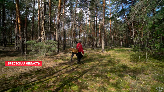 Яркая и плотная одежда, провизия. Рассказываем, как не заблудиться или выжить в случае беды в лесу-7