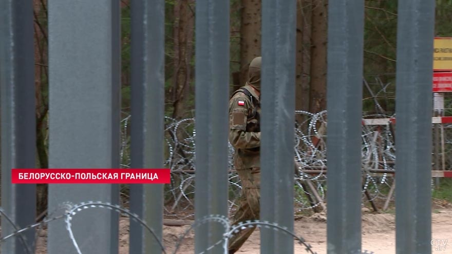 Зубр будет вынужден уйти в другие места. Вот к каким последствиям для экологии может привести забор на границе с ЕС-1