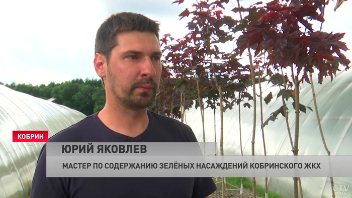 Позволит экономить до 2,5 миллиона в год. Зачем в Брестской области заложат плантации белой ивы?-4