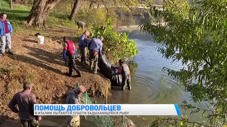 Итальянские добровольцы пытаются спасти рыбу, которая задыхается в реке-4
