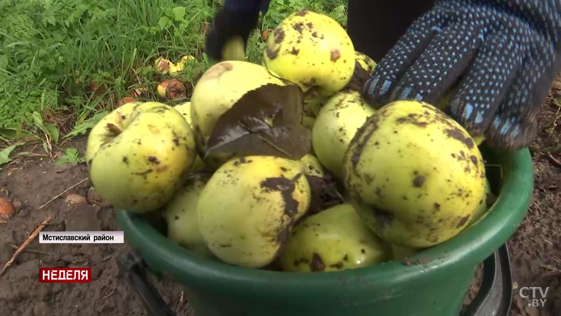 «Если есть лишнее, то всегда сдам». Жители Мстиславского района рассказали, как выгодно продать овощи-7